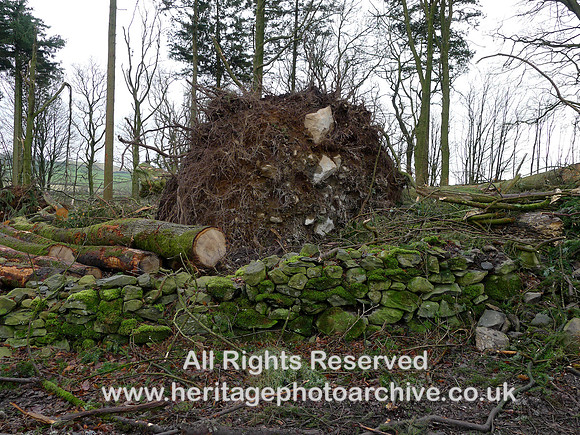 HRS 10774 Cartmel, Storm Arwen tree uprooted 2022