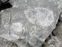 HRS 7594 Halkyn, Pant Quarry Chert close up