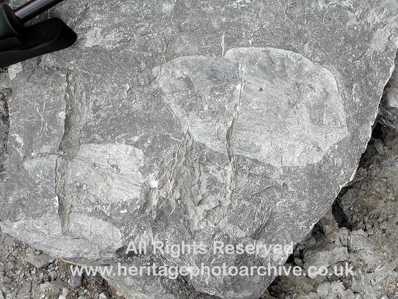 HRS 7594 Halkyn, Pant Quarry Chert close up