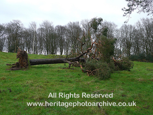HRS 10780 Cartmel, Storm Arwen, Pine tree casuality 2021