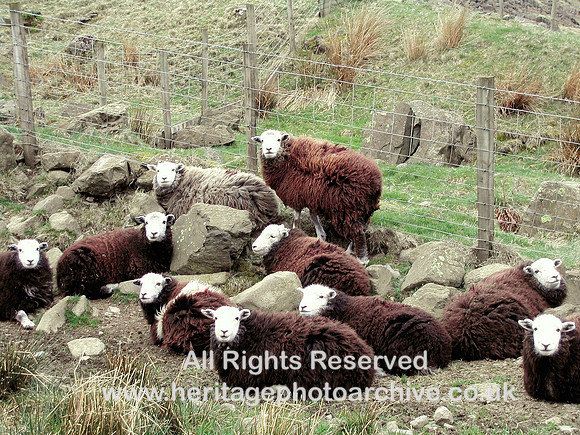 HRS 6896 Lakeland Herdwick sheep