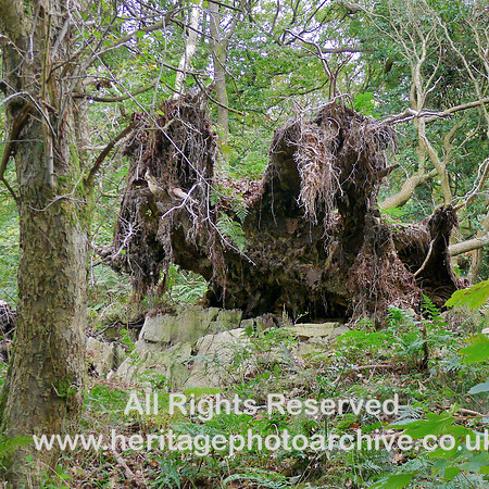 HRS 7735 Uprooted tree Roudsea Wood