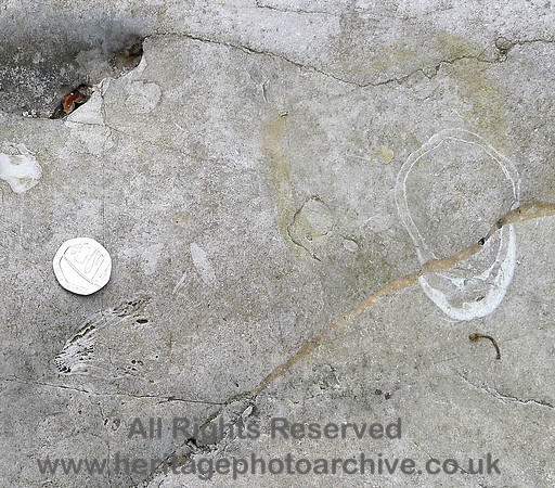 HRS 7060 Bardsea, Sea Wood, Solitary corals Urswick limestone