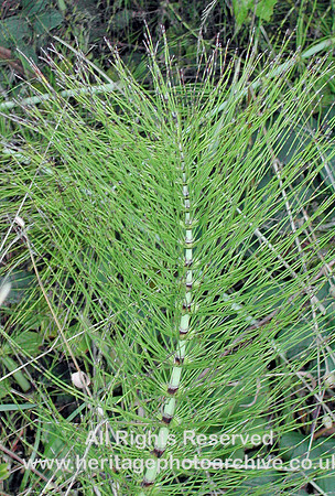 HRS 763 Modern horsetail Equisetum spp