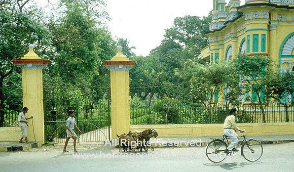 HRS 932 Calcutta, street scene, animals