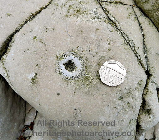 HRS 7059 Bardsea, Sea Wood, Solitary coral in Urswick limestone