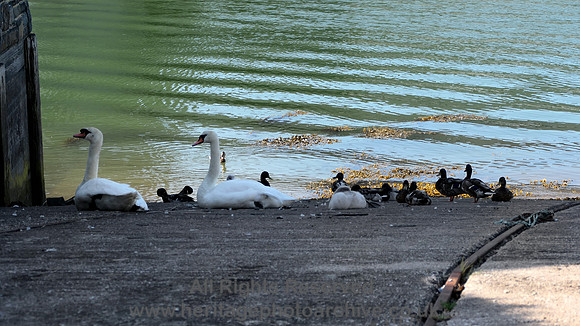HRS 11137 Conwy, Swans and ducks 2022