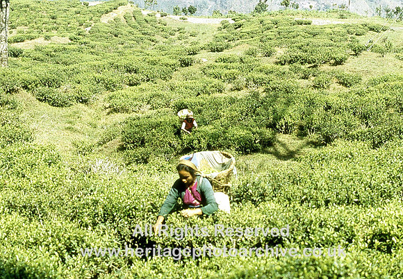 HRS 920 India, Assam, tea gardens