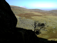 HRS 1048 Llyn Dulyn valley tree 2003