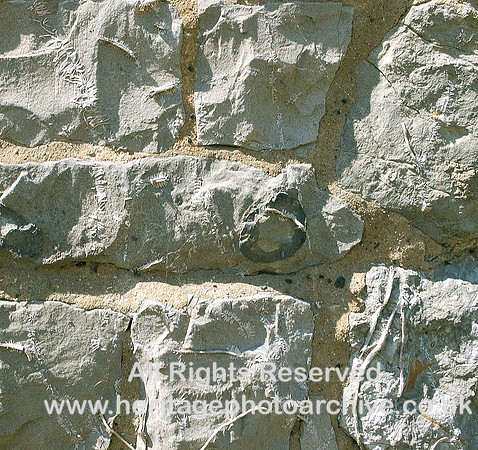 HRS 1535 Carboniferous, Crinoidea Clitheroe
