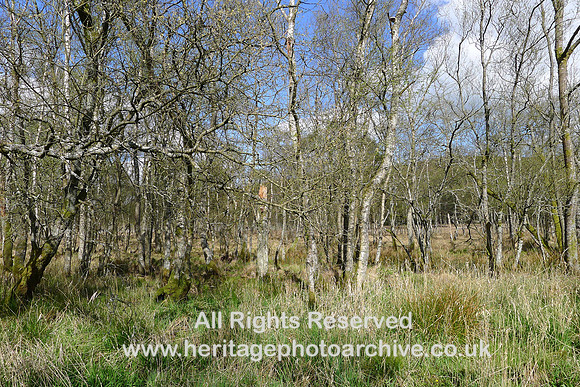 HRS 2258 Bouth, Haybridge Nature Reserve, marsh