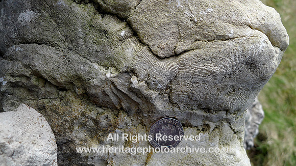 HRS 9256 Great Asby Scar, Fossil coral Dibunophyllum in dry stone wall NY 641103 approx