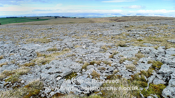 HRS 9259 Great Asby scar, quarried pavement for gardens NY 638107 viewpoint