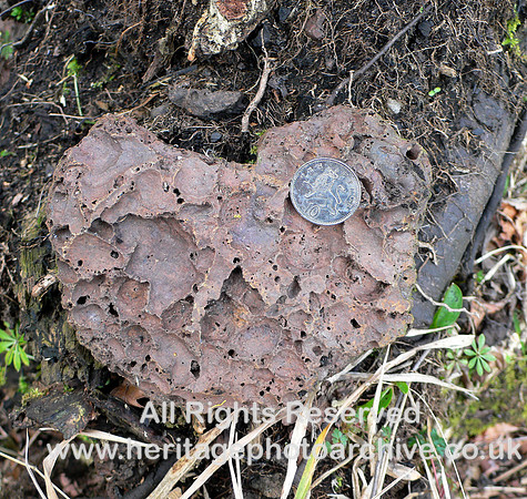 HRS 7737 Furnace slag near Barn, Roudsea Wood found in tree root
