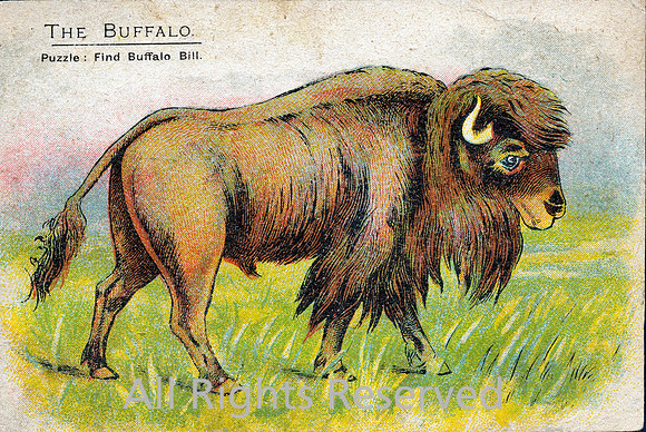 The Buffalo ONE