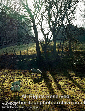 HRS 0001 Winter Sheep