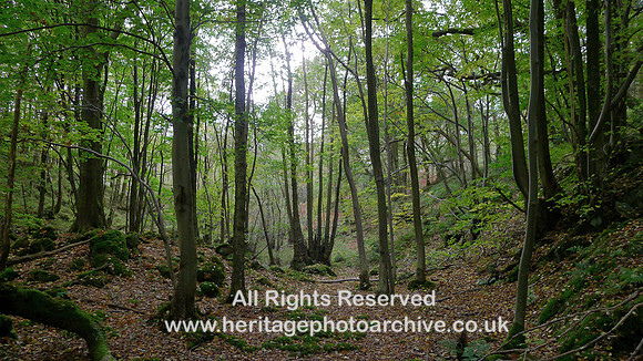 HRS 7732 Roudsea coppiced tree
