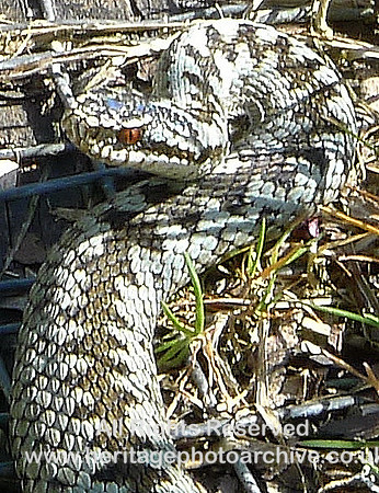 HRS 2241 Bouth, Haybridge Nature reserve, Adder