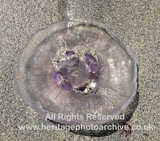 HRS 1819 Shetland jellyfish Sumbrugh