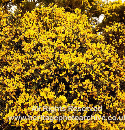 HRS 1586 Sabden, Pendle, yellow gorse