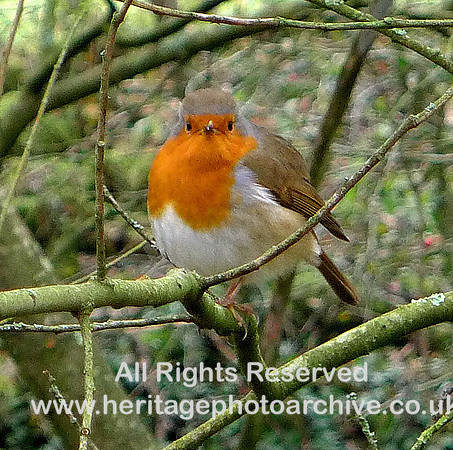 HRS 6982  Robin 26 Nov 2013