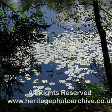 HRS 1362 Crook, Knipe Tarn 2011