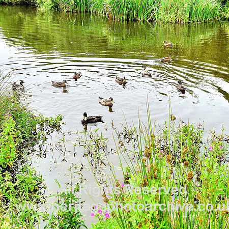 HRS 2338 Piel Island pond ducks