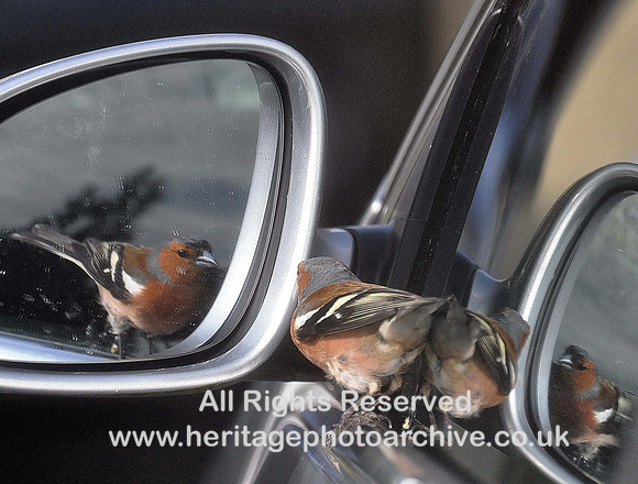 HRS 2262 Chaffinch