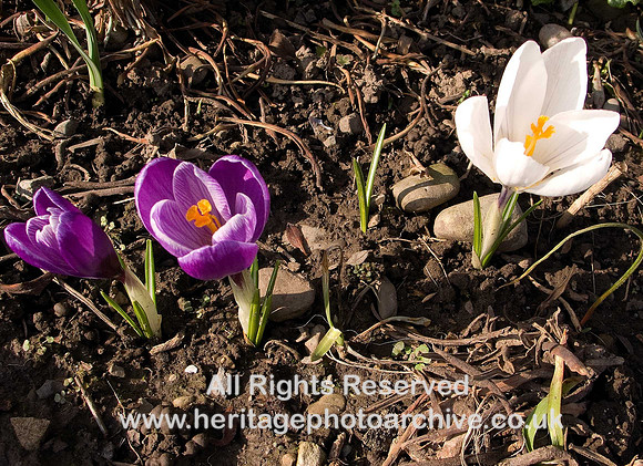 HRS 1749  Crocuses Grange