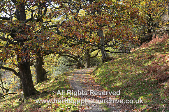 HRS 9849 Barbondale, footpath and trees DSC_0097