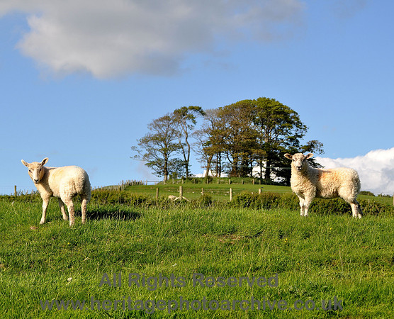 HRS 6989 Sheep, Flookburgh