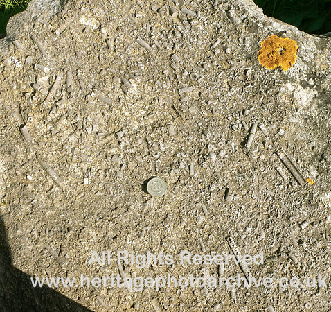 HRS 1558 Carboniferous, Crinoid ossicles, Radholme