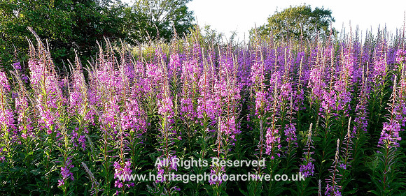 HRS 1770 Willow herb Holker shore
