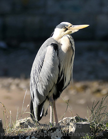 HRS 11128 Conwy, Heron 2022