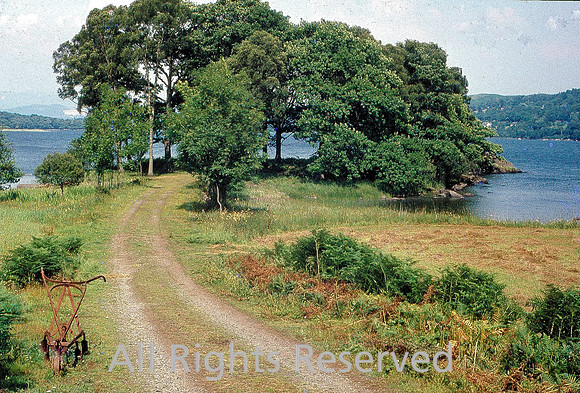 Windermere , trees 1969
