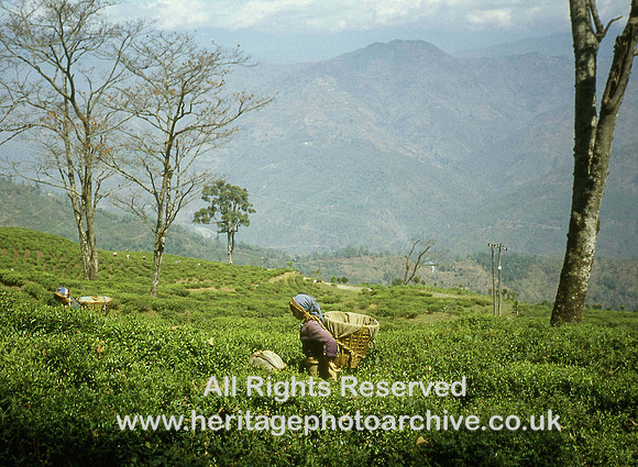 HRS 942 India Darjeeling tea pluckers at work 1995