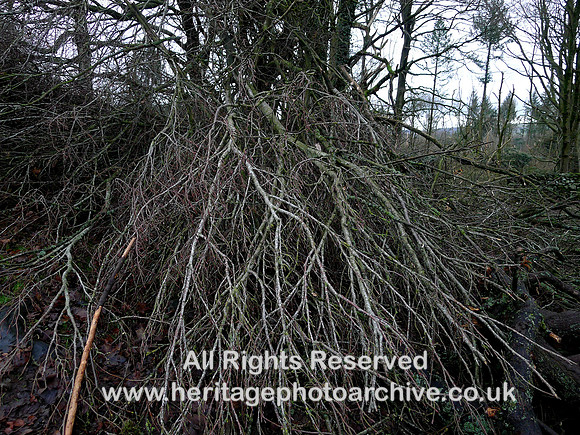 HRS 10778 Cartmel, Storm Arwen,  Downed tree
