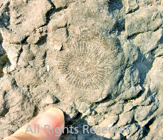 HRS 1747 Carboniferous, Urswick limestone, Rugosa coral Caninia