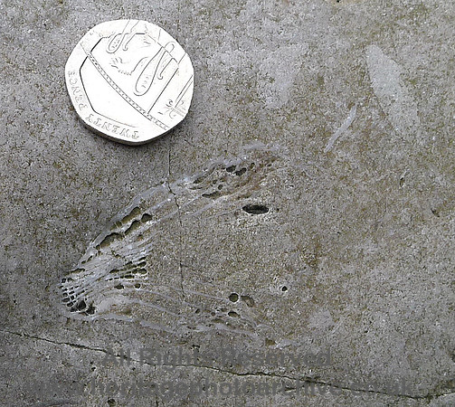 HRS 7061 Bardsea, Solitary coral in close up Urswick limestone Sea Wood