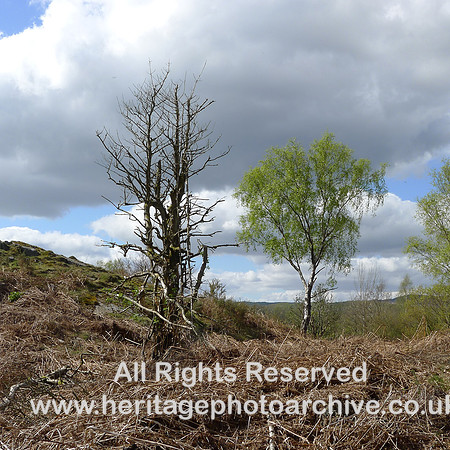 HRS 2252 Bouth, Haybridge Nature Reserve, Trees