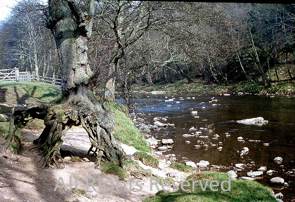 River Hodder and tree roots 1972