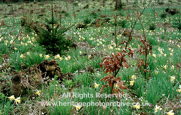 Brigsteer, springtime  daffodils  1969