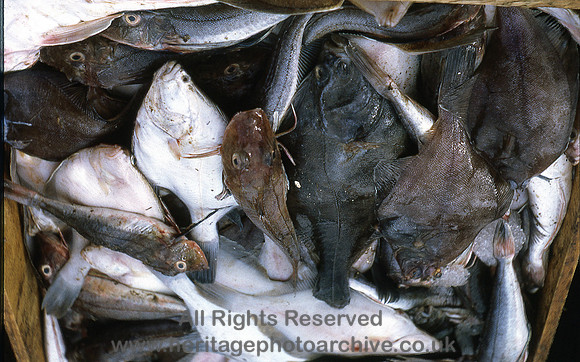 HRS 10842 Conwy, fresh fish 1960s