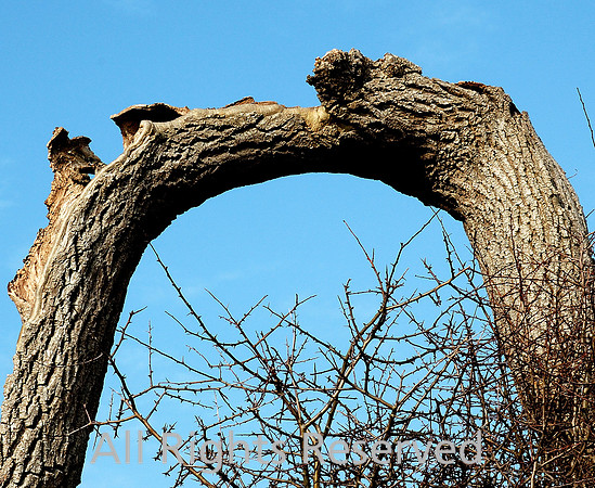 The U-Tree