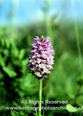 HRS 3445 Ireland, Burren, Common Spotted orchid 1991