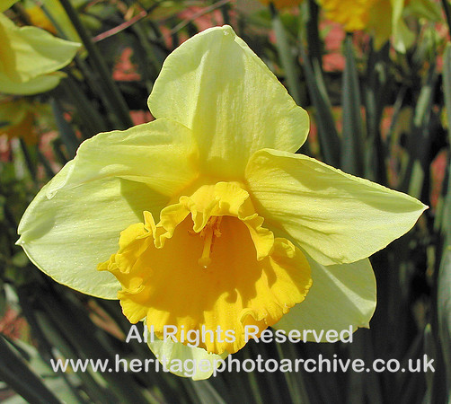 HRS 454 Daffodil