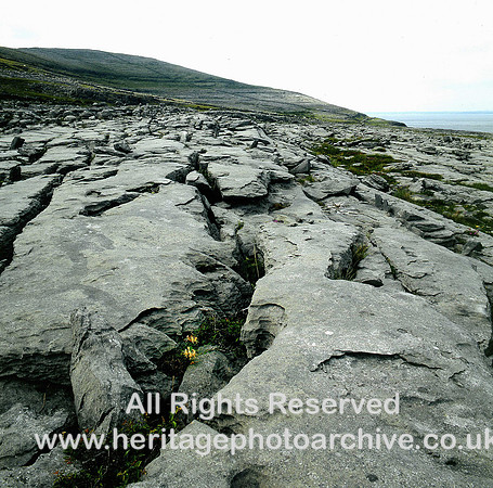 HRS 3447 Ireland, Burren, Karst scenery yellow flower
