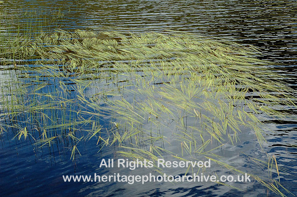 HRS 628 Reeds in lake Cwmorthin