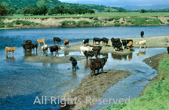 Cattle in the Lune Crook 1987
