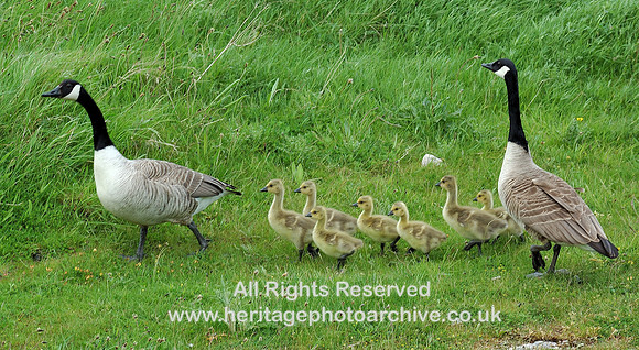 HRS 7771 Barnacle Geese, Llandudno RSPB